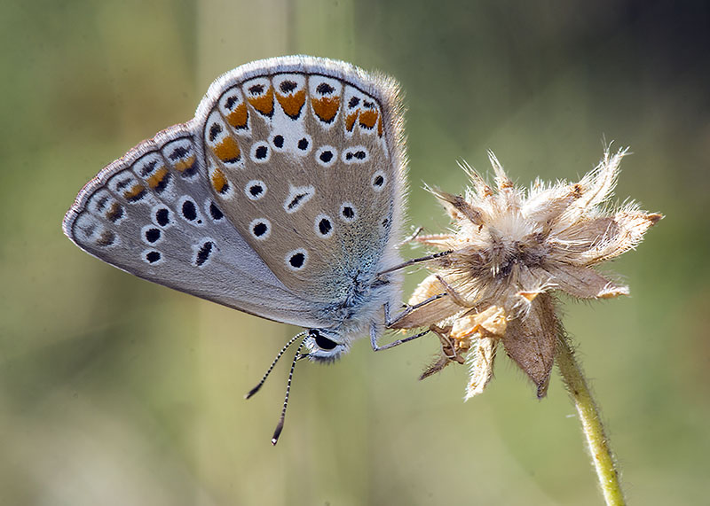 Lycaenidae - Polyommatus thersites